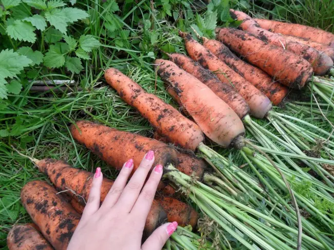 Морковь факел описание сорта – Морковь Флакке: отзывы огородников, описание и особенности выращивания позднего сорта