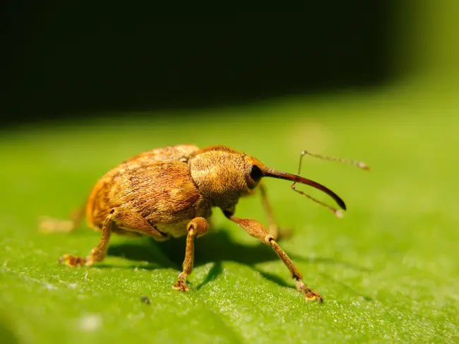 Чем опасен жук-долгоносик и как от него избавиться