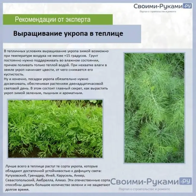 Укроп Кутузовский | Профессиональные семена “Гавриш”