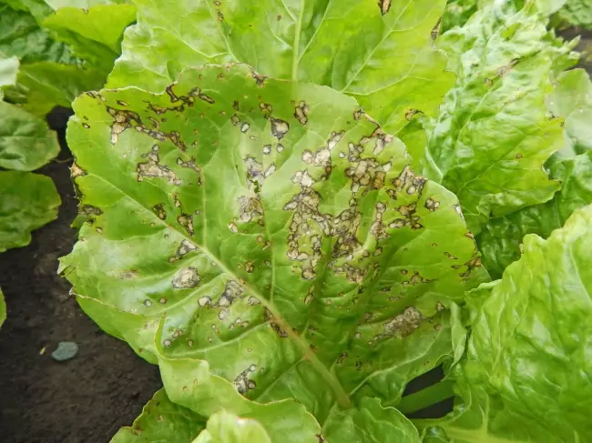 Вредители шпинат – Выращивание и уход за шпинатом в открытом грунте: всё от посадки до сбора урожая