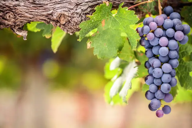 Шираз (Сира): описание сорта винограда, характеристики, вкус вина