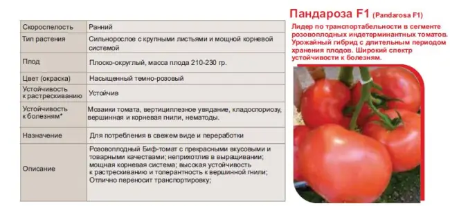 Описание сорта томата Белфорт, особенности выращивания и ухода