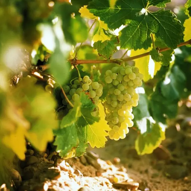 Виноград Алиготе- описание и характеристика сорта, рекомендации по посадке и выращиванию