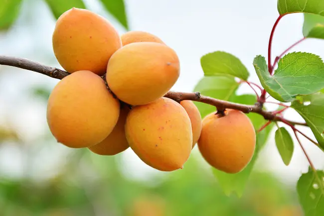 Многие садоводы выбирают для выращивания абрикос Орловчанин