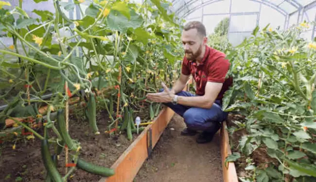 Салатный огурец Солтис F1: особенности выращивания длинноплодного гибрида. Видео