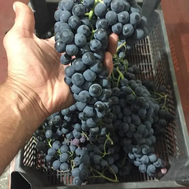 Виноделам от «Магарача»: сорт винограда Ливадийский чёрный
