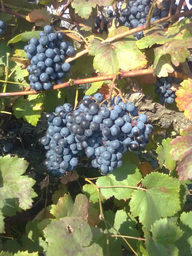 Виноград Одесский черный: описание сорта, выращивание, фото и видео
