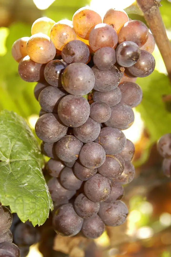 Пино серый (пино-гри) – сорта винограда на П – ВИНОГРАДНАЯ ЛОЗА