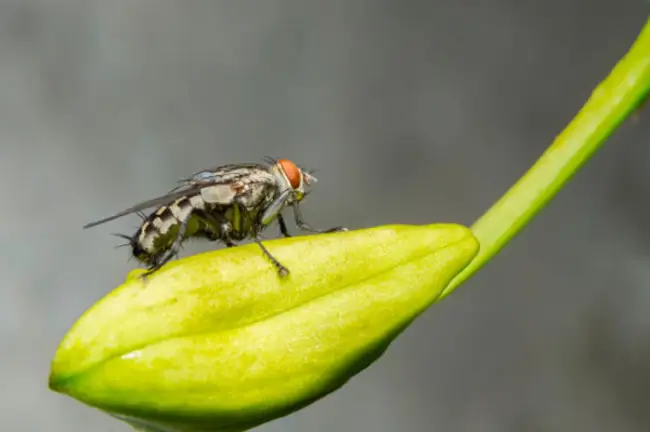 Можно ли спасти лилейники от галлового комарика (мушки)?