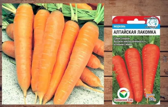 Морковь Алтайская лакомка: описание и характеристики сорта с фото, урожайность и отзывы садоводов, преимущества и недостатки