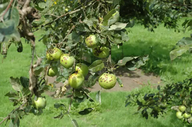 Вредители яблони: описание с фотографиями и способы лечения