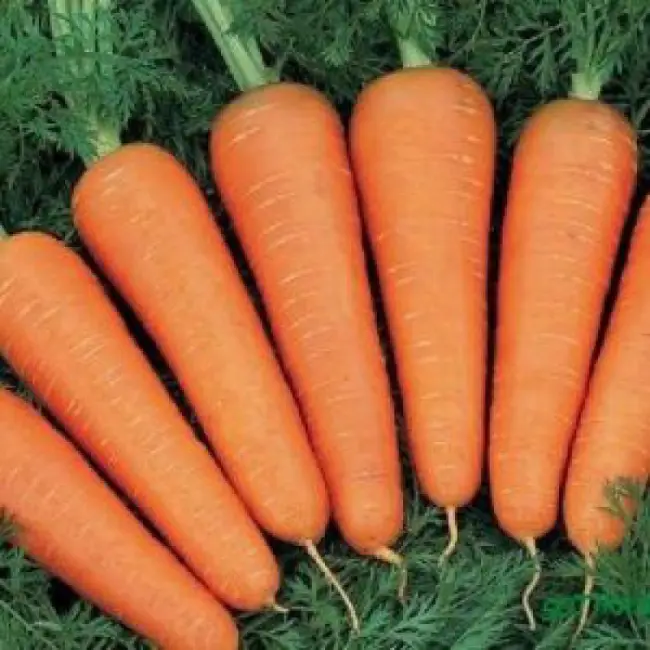 Морковь Катрин. Витамин и каротин