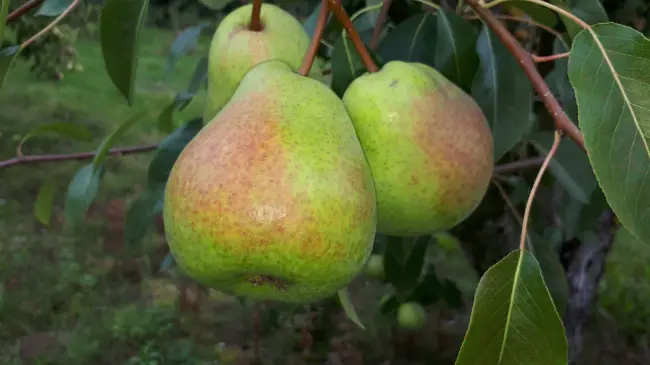Груша Новелла – Сорта груши – Сорта плодово-ягодных культур – Сайт о садоводстве
