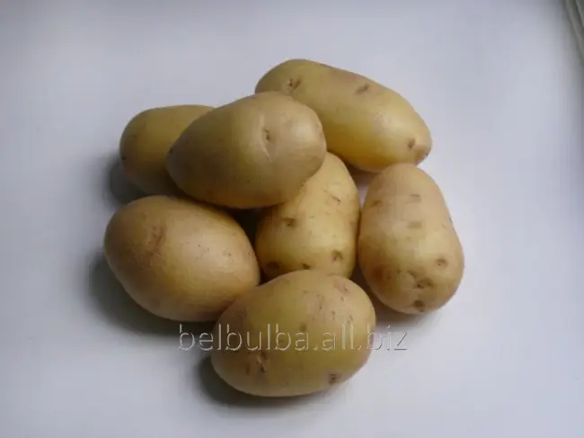 Картофель Лад | Сорта картофеля