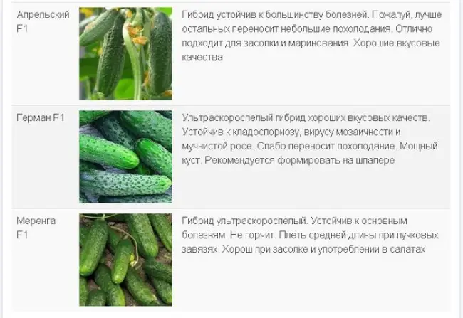 Огурец Зеленая волна : описание сорта, фото, отзывы, характеристика плодов, урожайность