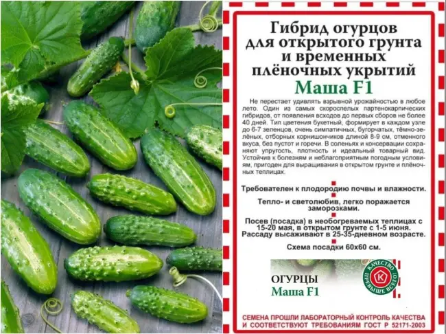 Огурец Задор F1: описание сорта, фото, отзывы, посадка и уход
