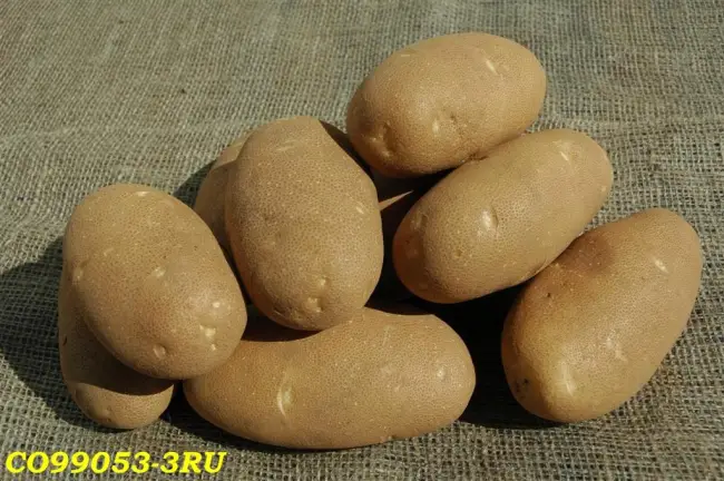 Сорт картофеля "Юбилей Жукова"