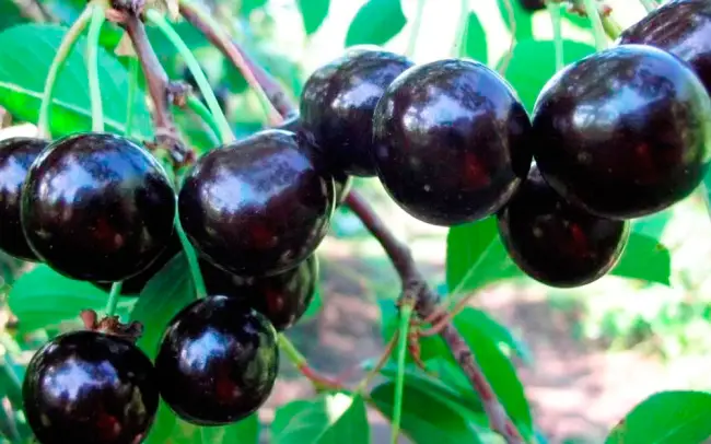 Самые популярные сорта черной вишни и их характеристики. Как садить и ухаживать, распространенные болезни и вредители. Фото и отзывы о выращивании.