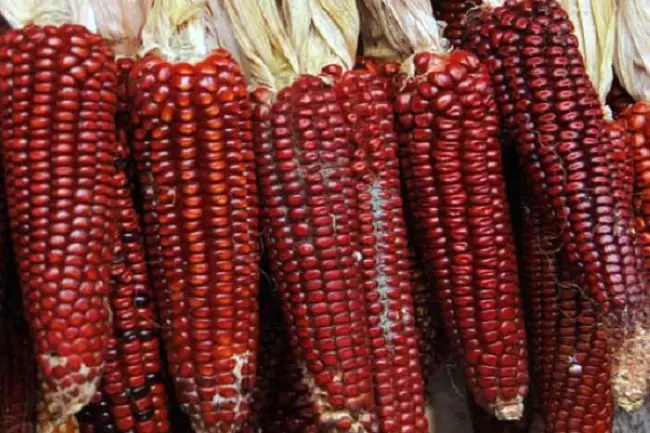 Семена кукурузы Пионер — описание сортов и техника выращивания