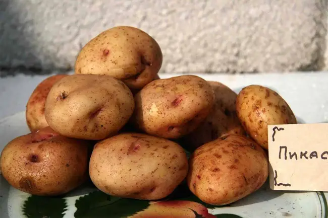 Картофель омега описание сорта – Лучшие сорта картофеля – какой сорт самый вкусный и урожайный для пюре, жарки, варки – Почва.нет