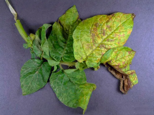 Вирус мозаики на картофеле — как спасти урожай от опасной болезни