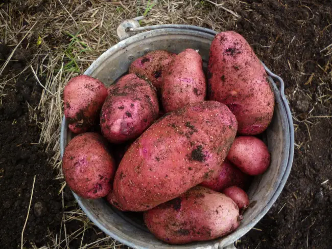 Ильинский сорт картофеля: описание, характеристика и фото Русский фермер