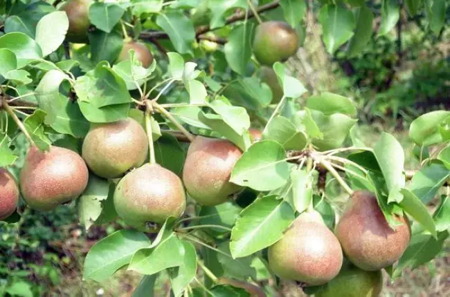 В чем особенности груши сорта Лель? Что нужно знать о правилах ухода за таким фруктовым деревом, чтобы получить щедрый урожай?