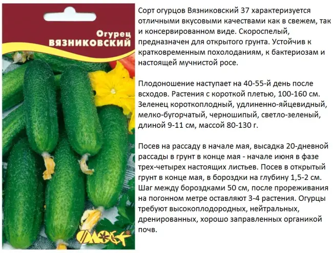 Гибридный сорт огурцов Малышок – с большой стойкостью к болезням