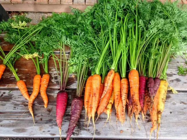 Морковь Берликум Роял: фото, отзывы, урожайность, посадка и уход