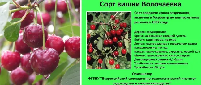 Вишня Малиновка: описание сорта и характеристики, регионы для выращивания