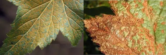 Ржавчина на листьях смородины: как бороться с бокальчатой и столбчатой