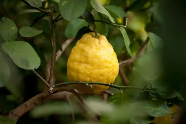 Лимон урман описание сорта – 35 сортов комнатных лимонов, фото и описание. Комнатные растения