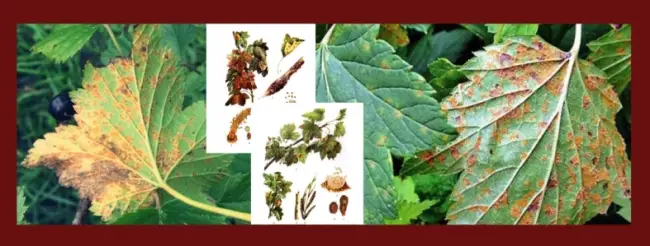 Ржавчина на крыжовнике: что делать, если на листьях и плодах появились ржавые (коричневые) пятна