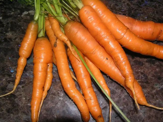 Морковь «Наполи» — описание, фото и характеристики сорта