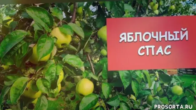Перец Яблочный спас: описание сорта, характеристика плодов, агротехника выращивания и ухода