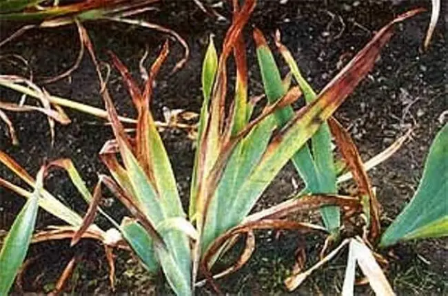 Серая гниль на ирисе – Болезни и вредители ирисов, пятна на листьях: лечение и борьба, фото