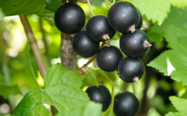 Смородина черная Августа (Ribes nigrum Avgusta) – описание сорта, фото, саженцы, посадка, особенности ухода. Дачная энциклопедия.