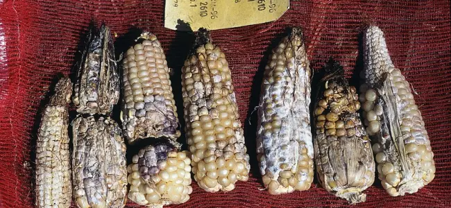 Фузариозная стеблевая гниль кукурузы – заболевание, приводящее к снижению урожайности за счет потери массы зерна, а также снижающее всхожесть семян.