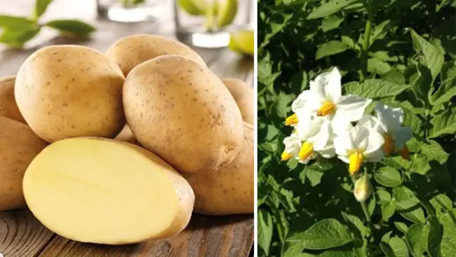 Картофель импала описание сорта – Рассказываем про привлекательный для огородников сорт картофеля.
