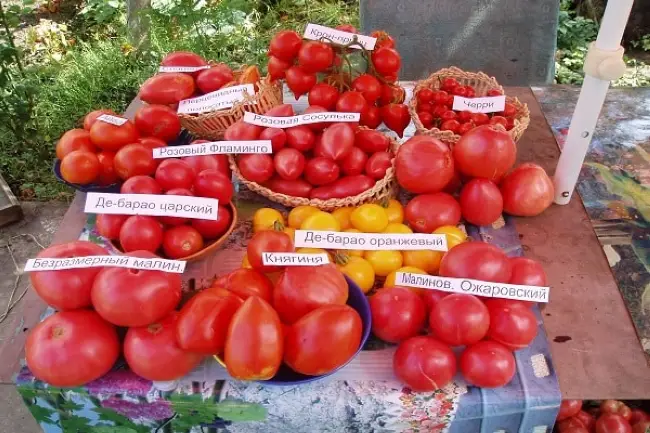 Правила выращивания томата Алеша Попович