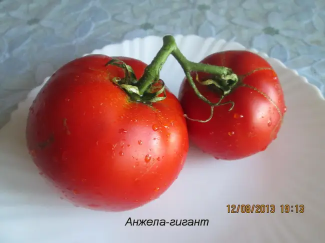 Томаты Анжела Гигант молодой сорт помидоров. Среднеспелый и высокорослый. Имеет крупные мясистые плоды. Куст может достигать 2,5 метра. Требует подвязки.