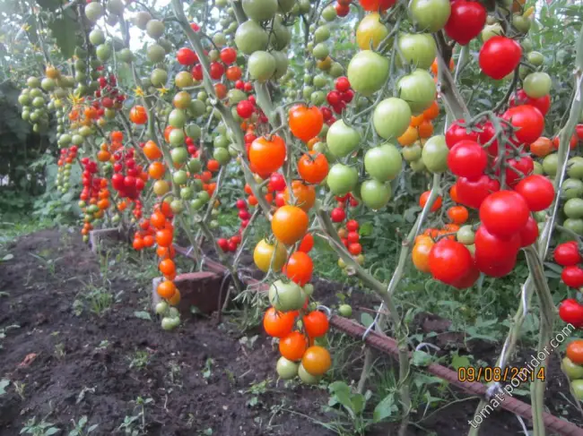 Выращивание раннеспелого сорта помидоров черри — томат «Желтая Вишня»