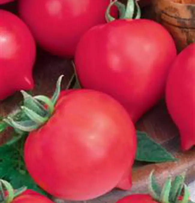 Представляем вам яркий и очень вкусный томат Вояж F1. Ознакомьтесь с характеристиками сорта и его описанием, а также изучите отзывы огородников об урожайности помидоров и взгляните на фото нежных плодов.