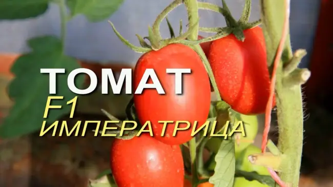 Томат Императрица: характеристика и описание сорта помидоров, фото урожая, отзывы садоводов о преимуществах и недостатках