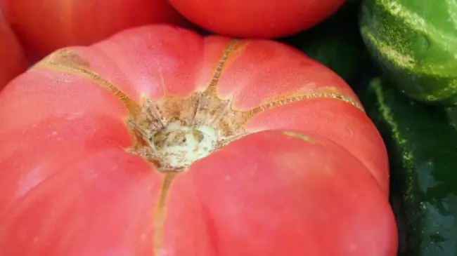 «Мясистый Красавец» — нарядный томат с высокой урожайностью