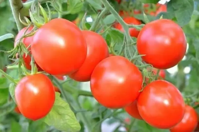 Томат Красотка f1: характеристика и описание сорта, его урожайность с фото
