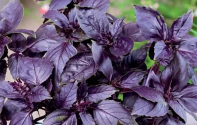 Крымский Фиолетовый - сорт растения Базилик овощной