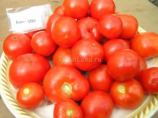 Выращиваем томат «Ранний-83»: описание сорта и фото плодов