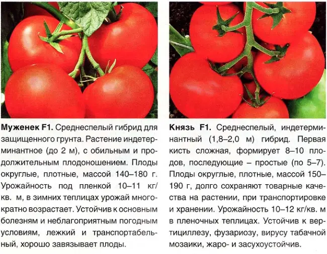 Раскрываем секреты выращивания томатов Санта Клаус, а также знакомим с отзывами земледельцев об урожайности помидоров и с фото куста. В статье вы найдете полное описание сорта и его характеристики.