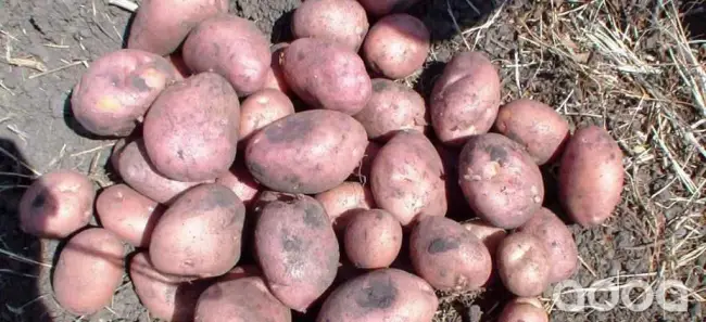 Картофель Ермак: характеристики сорта, урожайность, отзывы